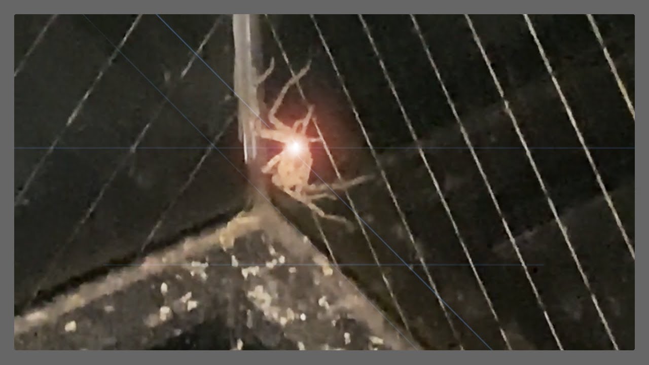 Massive House Spider in Japan #5 (𝟏𝟏:𝟏𝟏𝐏𝐌) [Kiwi In Japan 114]