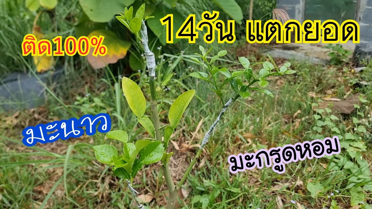 ติด100% 14วันแตกยอด เสียบยอดมะกรูดหอมและมะนาวใส่ต้นตอส้มโอติดดีมาก