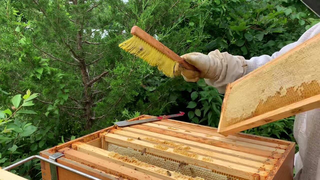 Single Brood Chamber July 16. Time to harvest some honey.