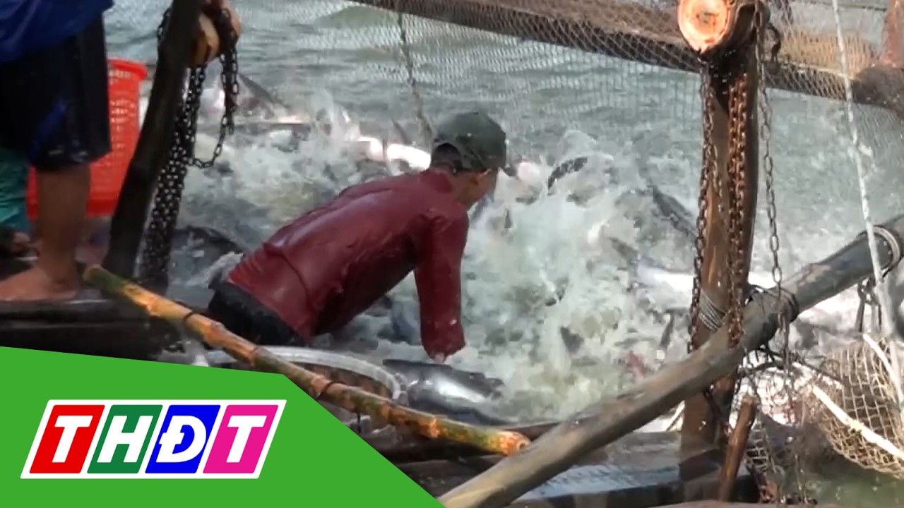 Giá cá tra tăng cao, nhiều hộ vẫn 