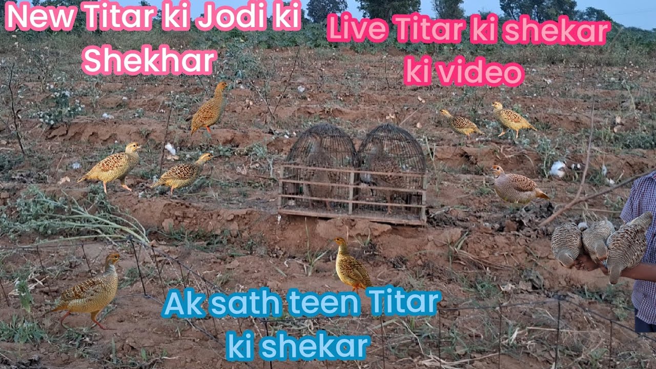 May new Titar ki Jodi ka pahela Shekhar  Ak sath me teen Titar ki Shekhar  Live 