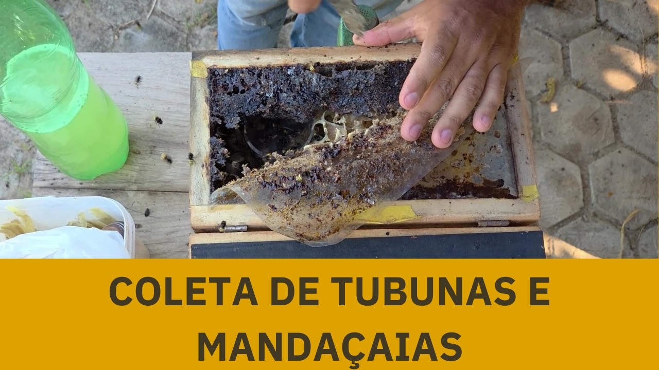 PRÓPOLIS E GEOPRÓPOLIS - COLETA