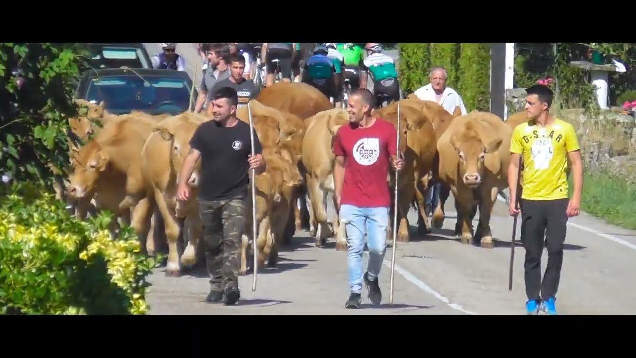 feria ganadera Riba de Ruesga puestos y folclore con gaiteros pandereta y tambores  2022👍🏼🔔 #ferias