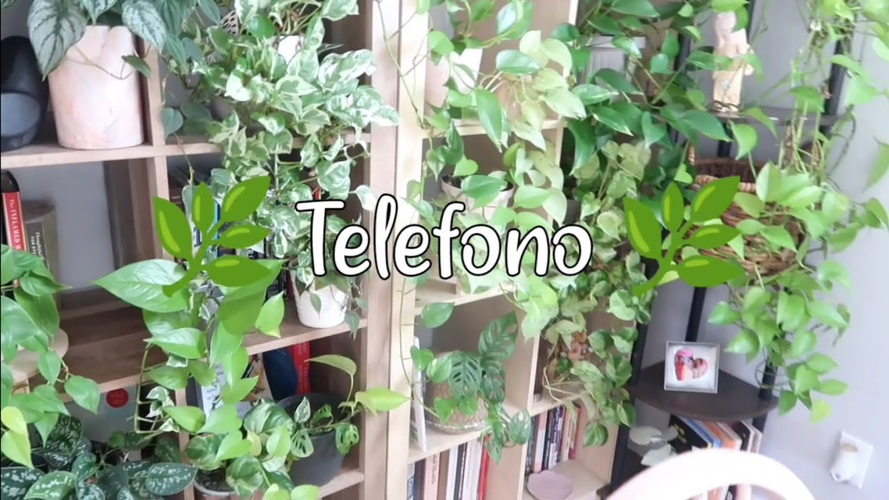 Decora tu Casa con 10 Tipos POTHOS / TELEFONO 🌿