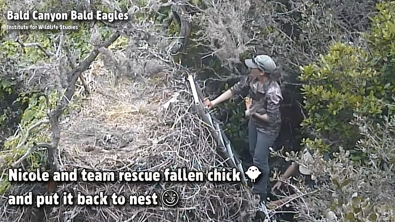 Bald Canyon Eagles🦅Nicole & Team Rescue Fallen Chick & Put It Back To Nest🐥❤️️2023-04-24