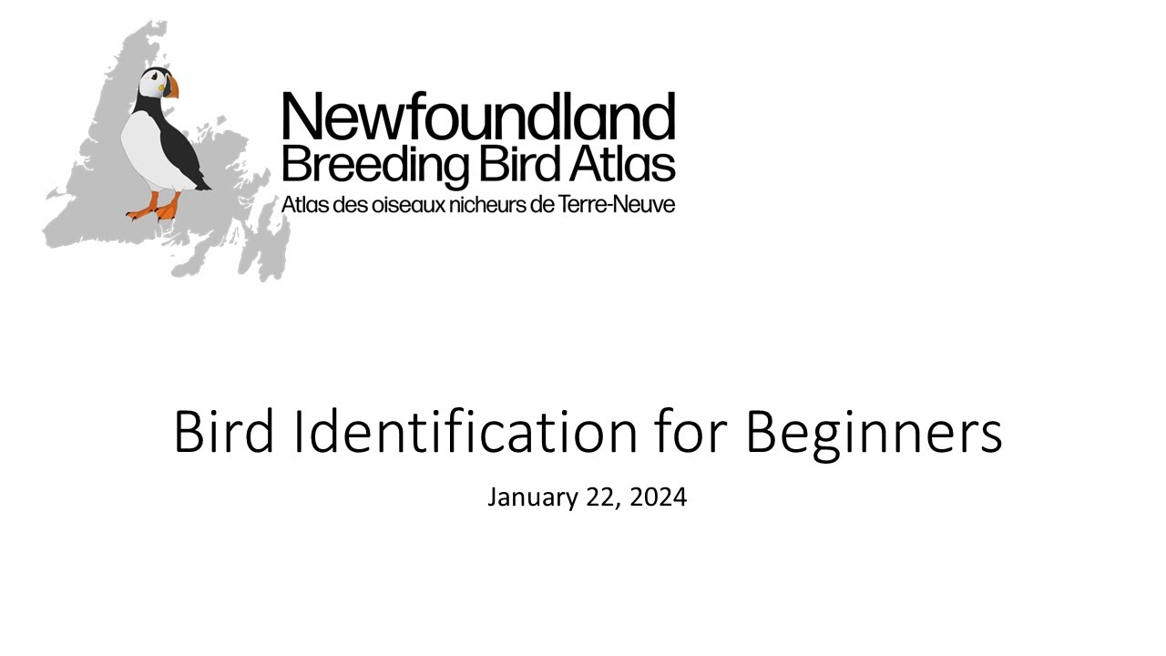 Bird Identification for Beginners (2024)