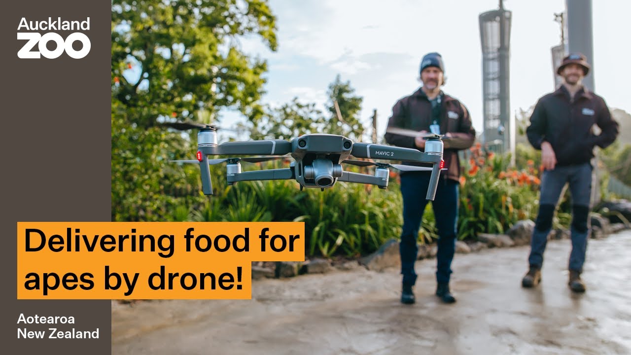 We're delivering food to apes by drone!