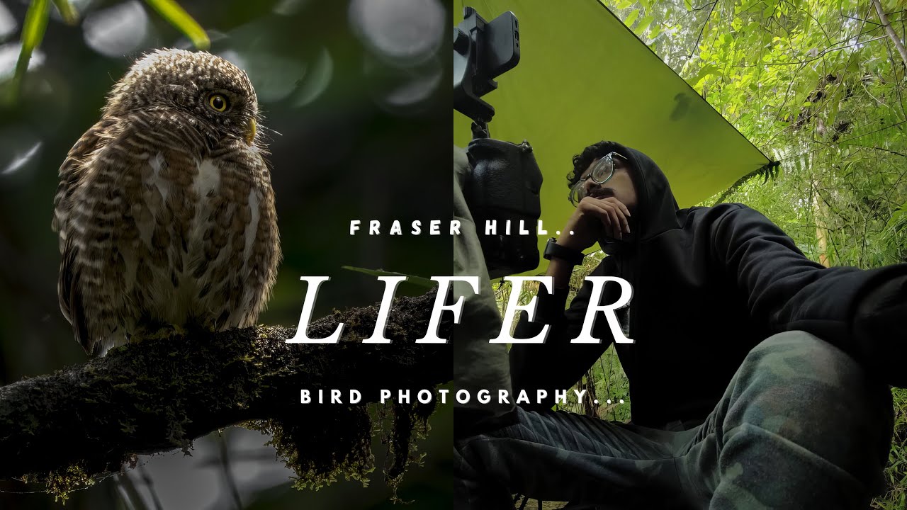 Asia's Smallest Owl: Wildlife Photography In Fraser Hill Malaysia - Tamil wildlife Photography