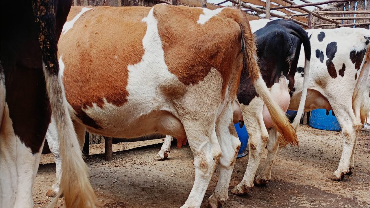 40 Litres per cow FERMAJO DAIRY FARM. Secrets of Profitable Dairy farming.A Calf per cow Every Year