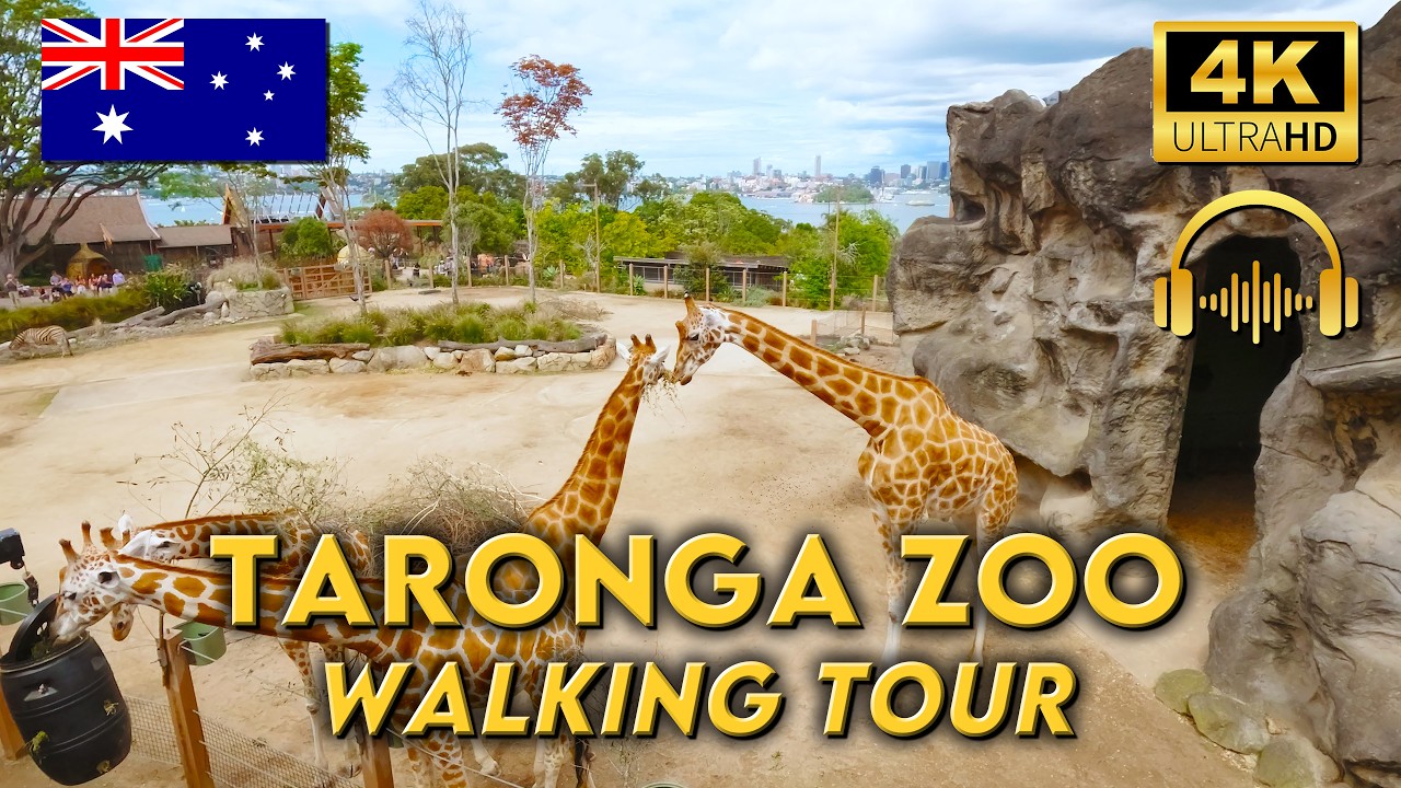WALKING AROUND TARONGA ZOO | Circuit of the whole zoo | 4K UHD Video Walk | Binaural Audio