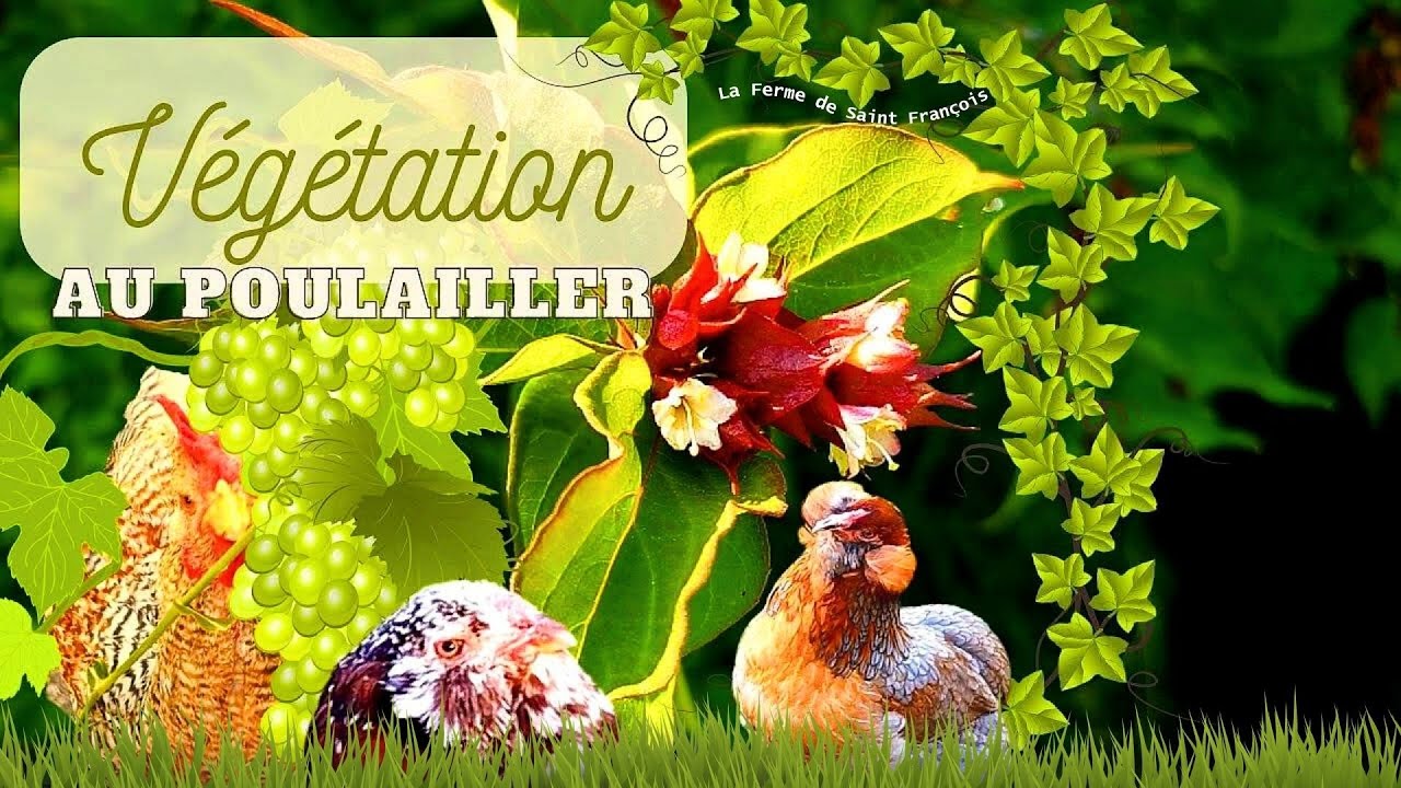 Végétation au Poulailler Pour le Bien-être des Poules, Ce Qu'Elles Aiment, Bien Choisir les Arbustes