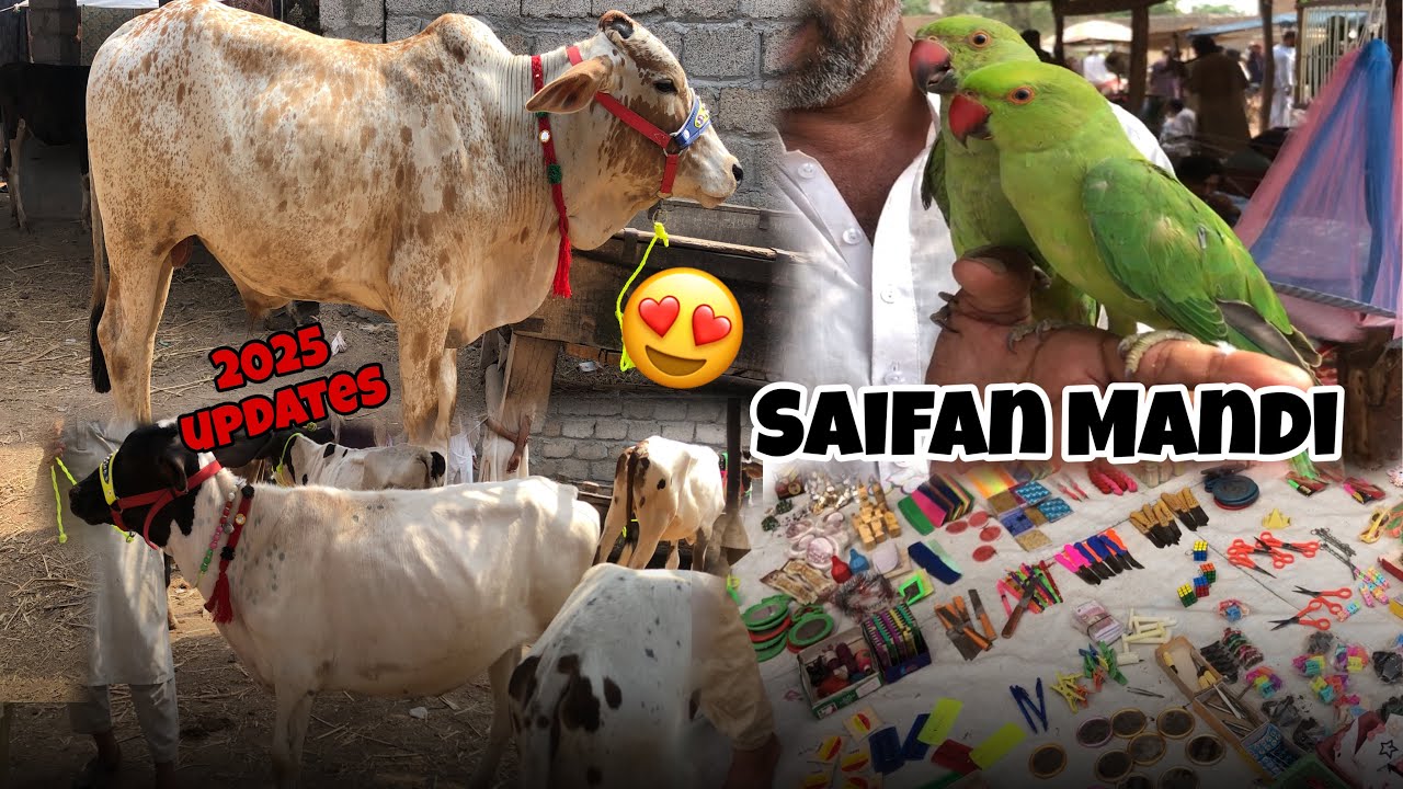 Saifan Mandi Peshawar / Birds market / Cheapest price / M Abbas Ali Shah￼