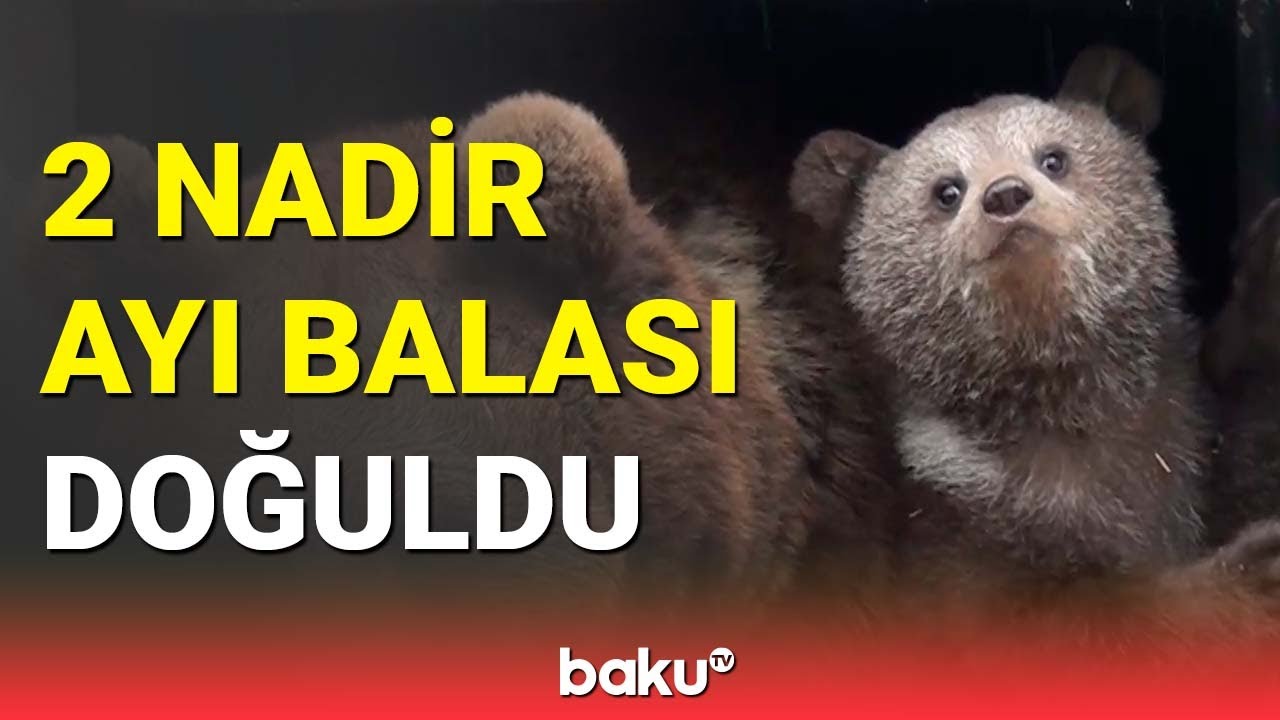 Azərbaycanda “Qırmızı kitab”a düşən iki ayı balası doğuldu - BAKU TV