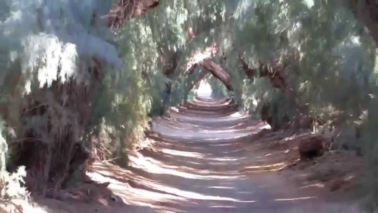 Tamarix Tunnel Death Valley Furnace Creek