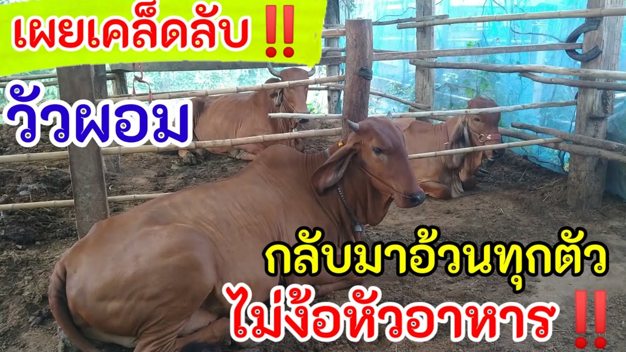 เผยเคล็ดลับวัวอ้วน‼️ เลี้ยงแบบไม่พึ่งหัวอาหารก็อ้วนได้#cow #คนเลี้ยงวัว #วัว