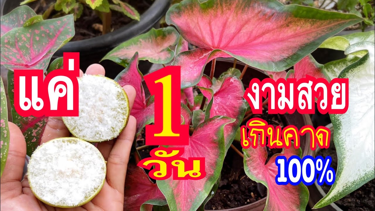 ตะลึงสุดแชร์!!แค่1ลูก1ชีกบอนสีงามสวยสะท้านแผ่นดินเทคนิคทำให้บอนสีสีสดใสสวยตลอดปีแตกกอดีแม่ก้อยพาทำ
