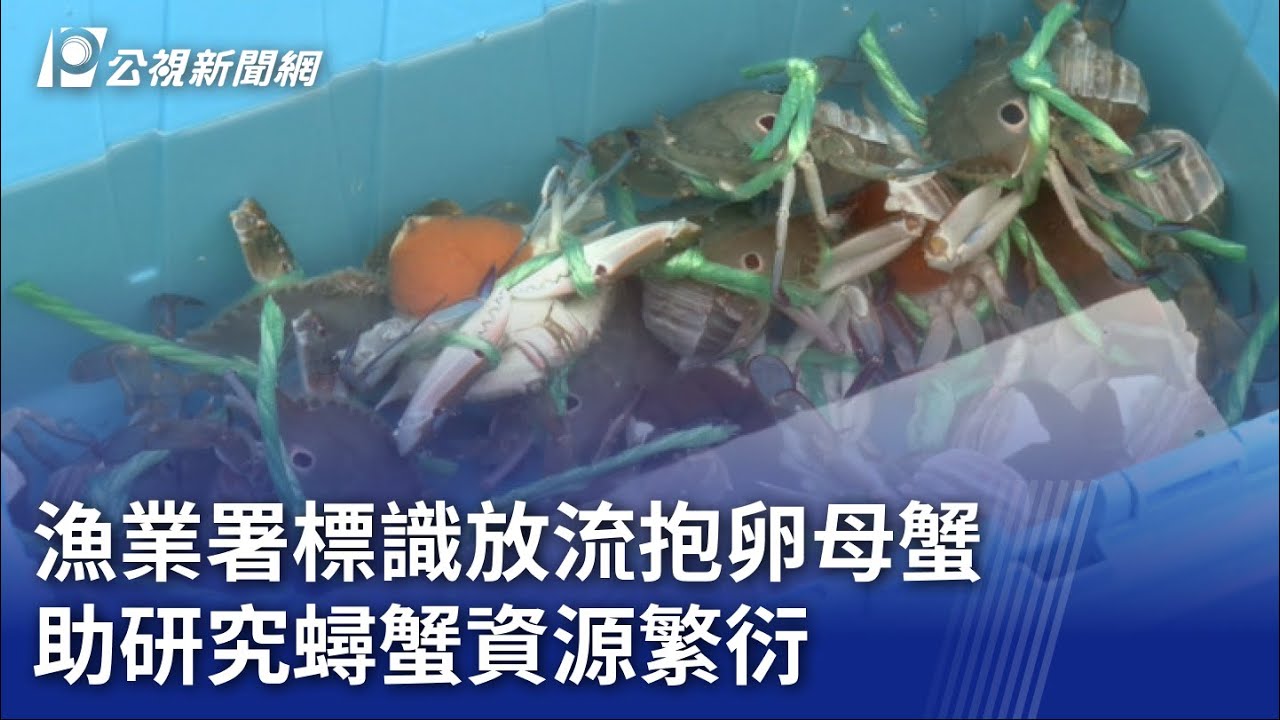 漁業署標識放流抱卵母蟹 助研究蟳蟹資源繁衍｜20230731 公視晚間新聞