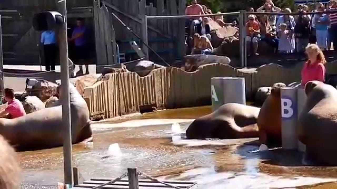 The walrus show - Dolfinarium, Holland
