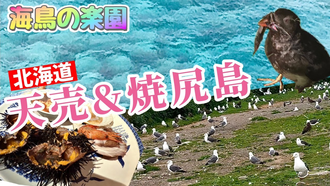 【熊なし】北海道の離島がアツイ！「天売・焼尻」1泊2日・ここでしか見られない圧巻の景色を眺めながらサイクリング ～女ひとり旅～【島旅】