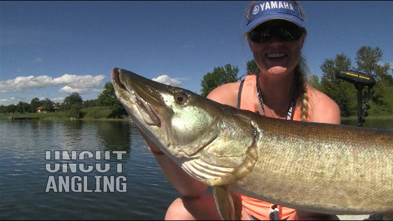 Sightfishing a big Musky on a Jerkbait - Uncut Angling