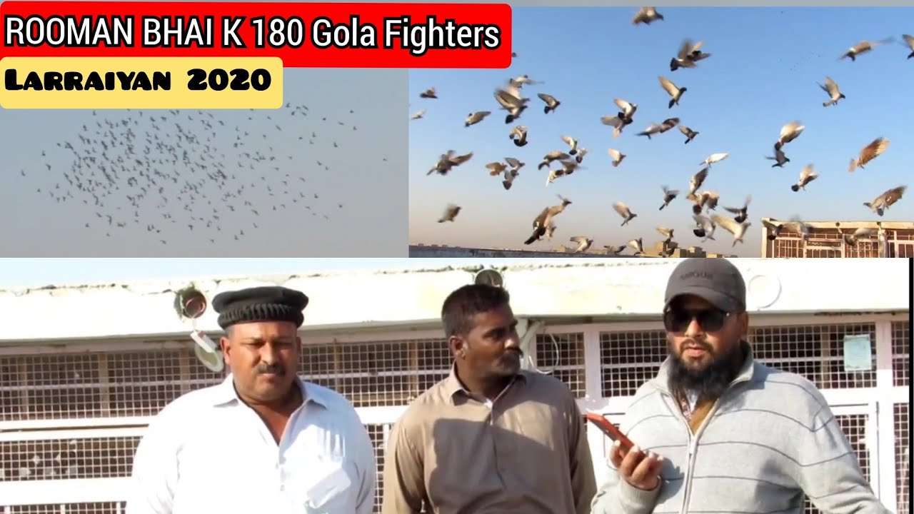 Rooman bhai k 180 Kabootaron ki tabartoor larraiyan - Amazing 180 fighter pigeons loft in karachi