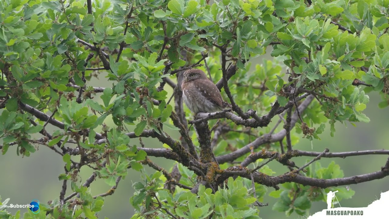 Northern Pygmy Owl  (Glaucidium californicum)