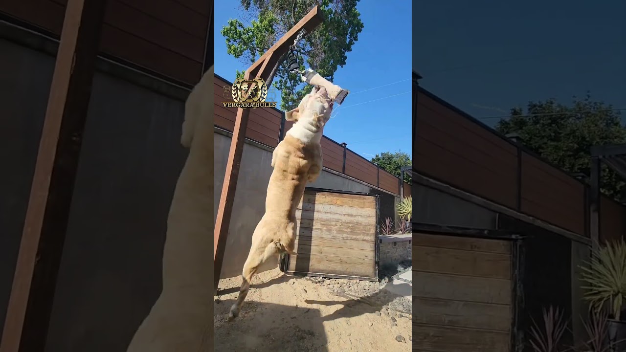 Working Bulldog! #americanbulldog #workingbreed #workingdog #workout #pets #exercise