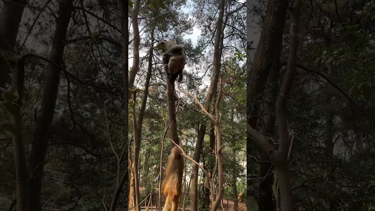 Banana-loving Simians: A Video of Playful Primates