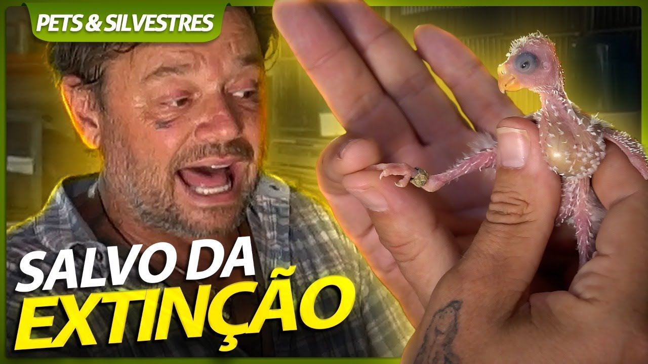 RED RUMPED, UM PSITAC&Iacute;DEO SALVO DA EXTIN&Ccedil;&Atilde;O! | RICHARD RASMUSSEN