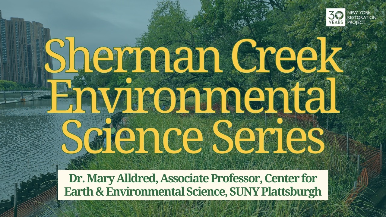 Wetland Function and Nutrient Cycling with Dr. Alldred | Sherman Creek Environmental Science Series