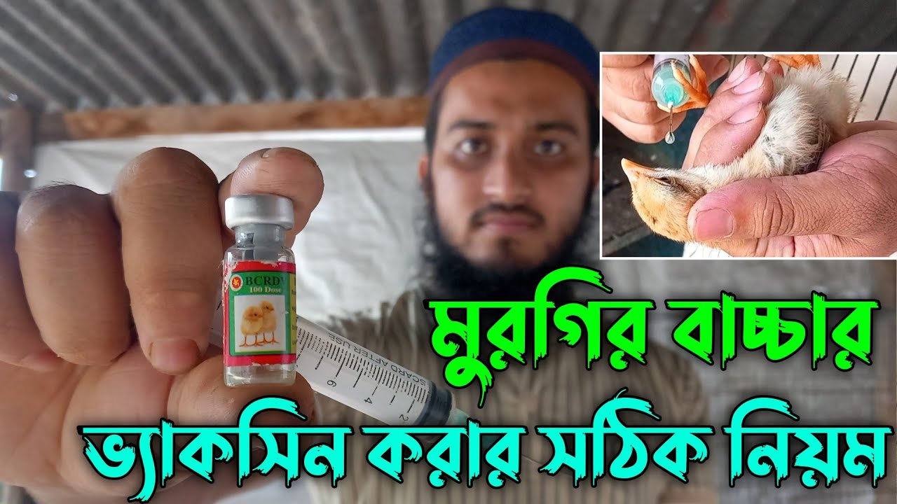 মুরগির ছোট বাচ্চাকে ভ্যাকসিন দেওয়ার নিয়ম | bcrdv ভ্যাকসিন দেওয়ার নিয়ম | দেশি মুরগি পালন পদ্ধতি