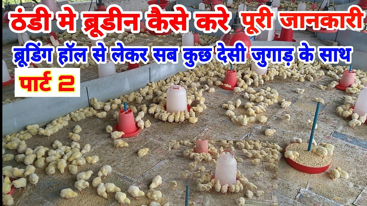 ठंडी मे ब्रूडिंग कैसे करे पूरी जानकारी पार्ट 2 | broiler chicks brooding