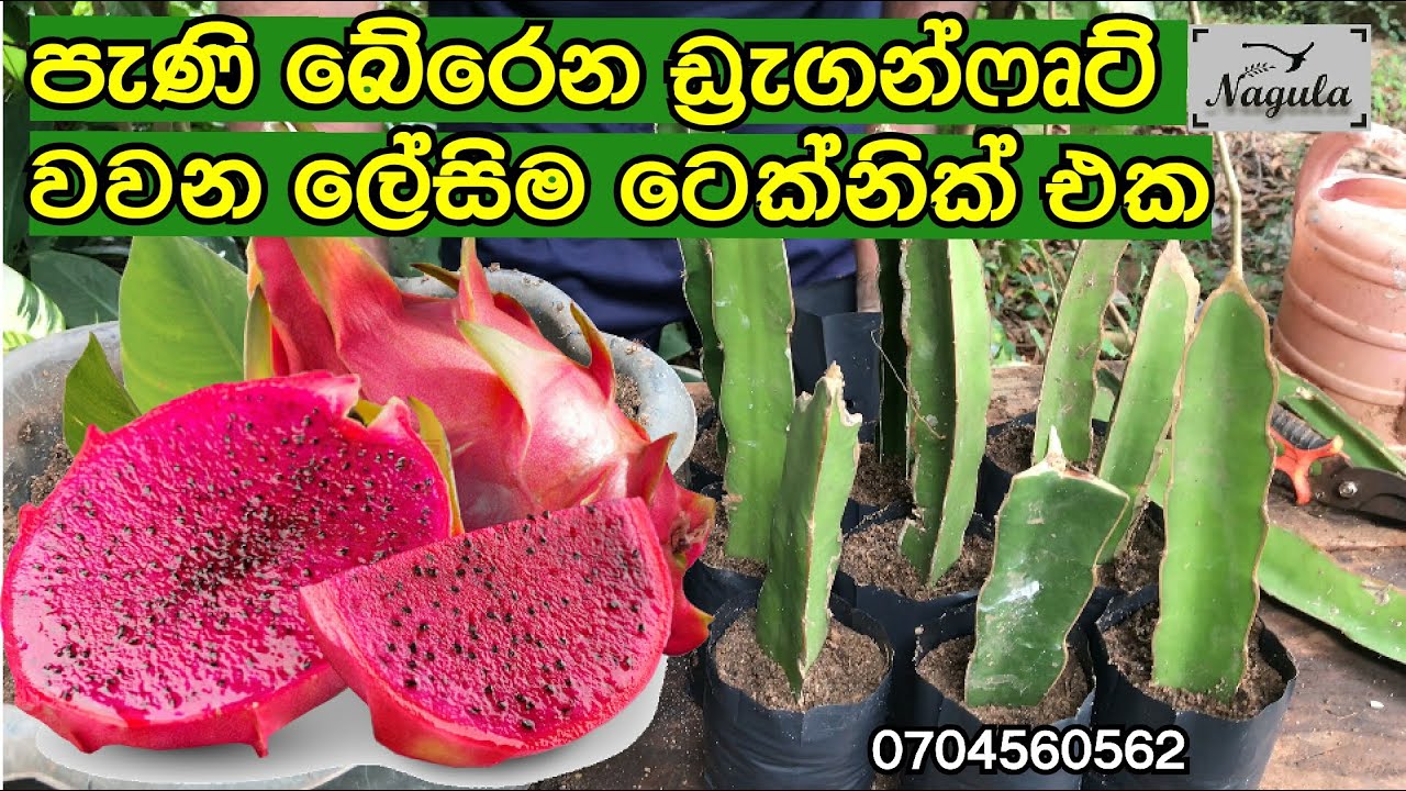 රසකර කන, ඩ්‍රැගන්ෆුට් පැලයක් නිවසේදීම සාදාගන්නා පහසුම ක්‍රමය. How to plant dragon fruit