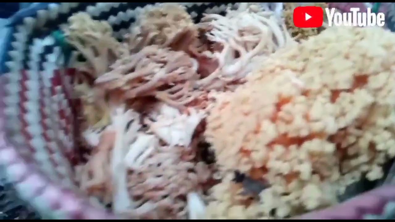 Buscando Hongo🍄 Cuerno de Venado🐐🐐🐐