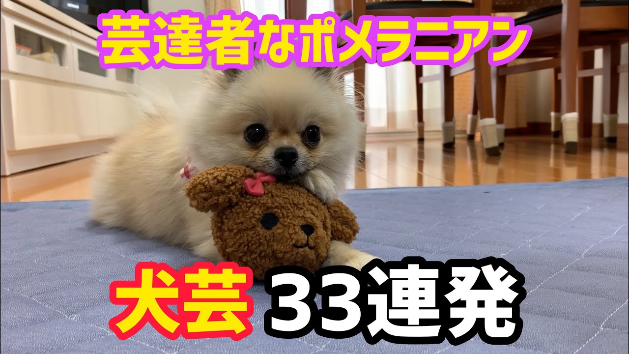 【犬芸】33連発！！新技も増えました‼️