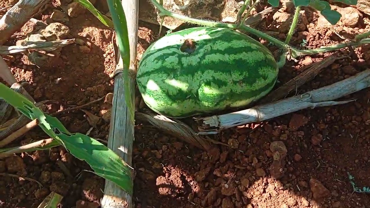 MOSTRANDO UM POUCO DÁ LAVOURA DE MILHO VERDADE🌽🌽