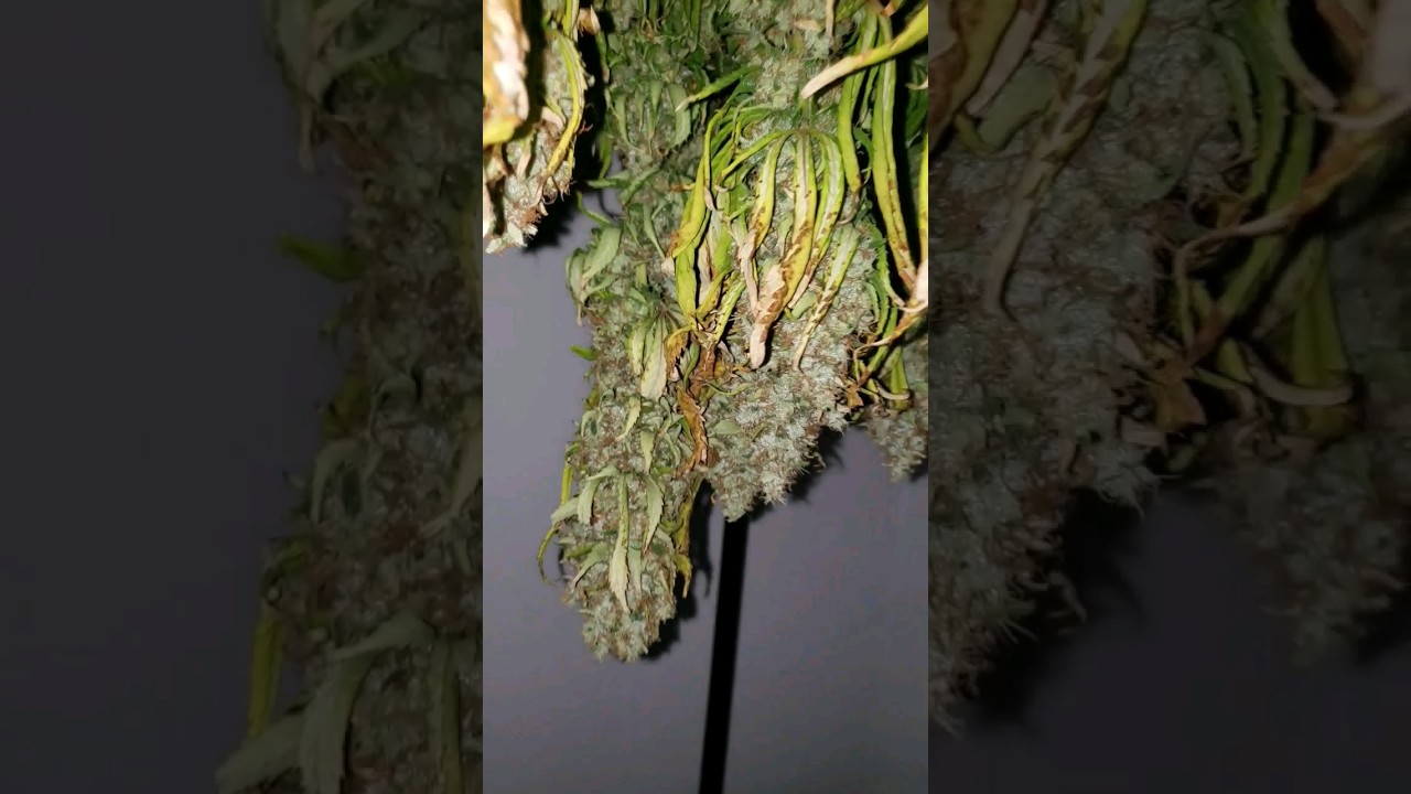 what im gonna smoke 2024 #2024  #purple  #music #song #420 #cannabiseducation #marijuanagrowers