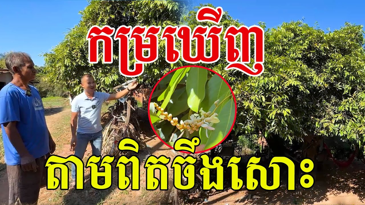 កម្រឃើញ តាមពិតដើមចឹងសោះ ម្លប់ល្អណាស់