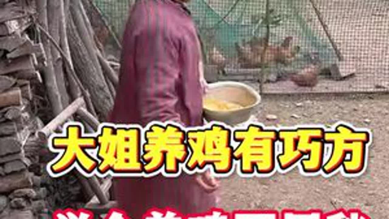 #养鸡人
