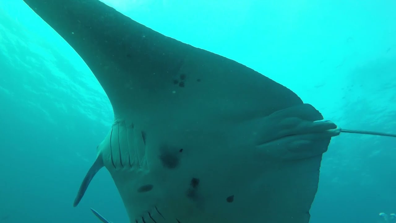 Maldives Madivaru - Waltz Manta Rays Part I