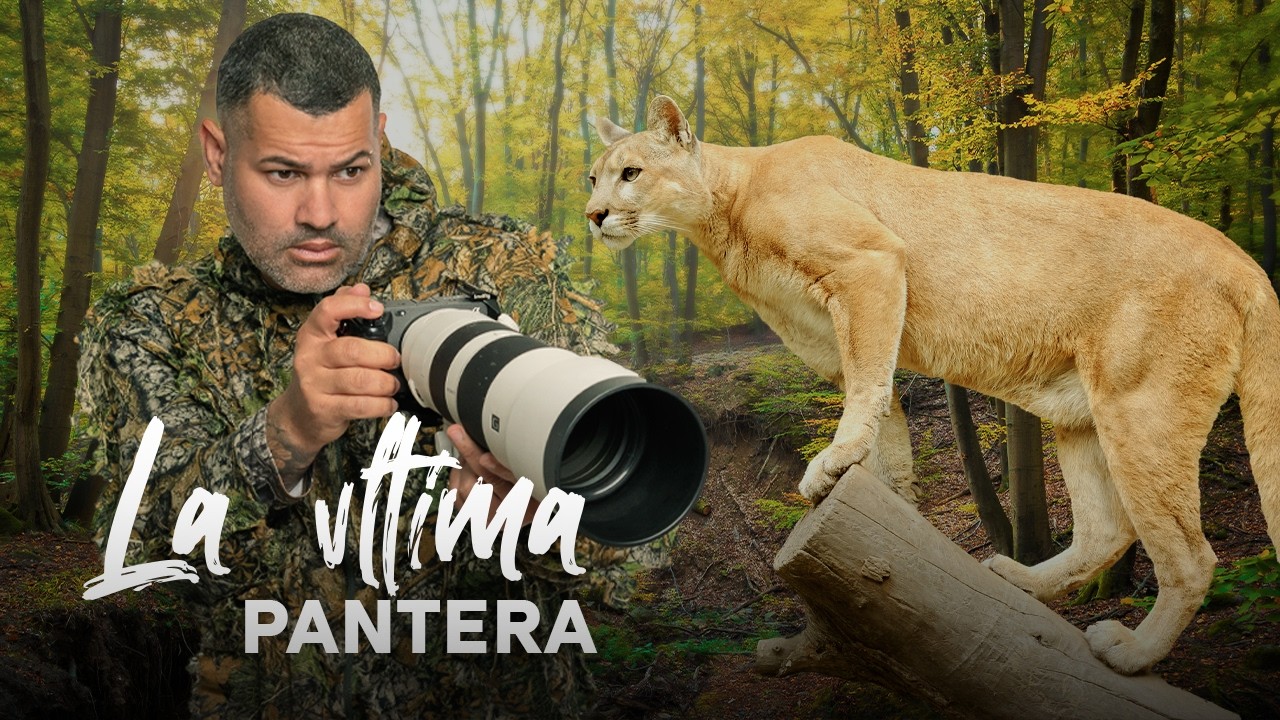 La Ultima PANTERA De La FLORIDA - EVERGLADES