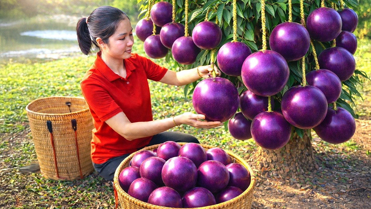 Amazing! Harvesting 1000+ Giant Isarel Passion Fruit - 71°C on Snow Mountain GoTo Market Sell