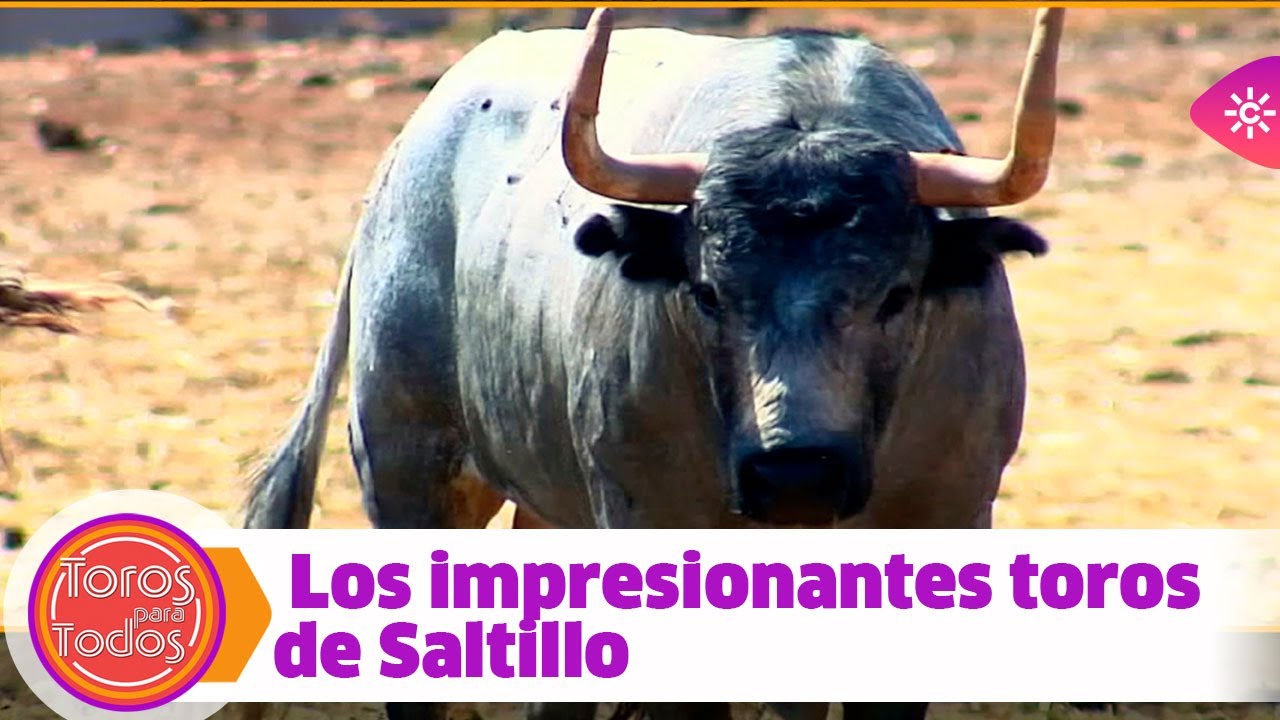 Toros para todos |Entrenamiento de los impresionantes toros de Saltillo