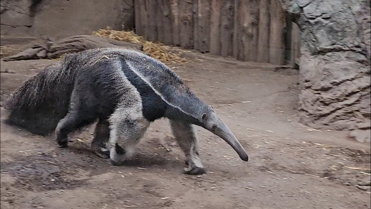 Giant Anteater III