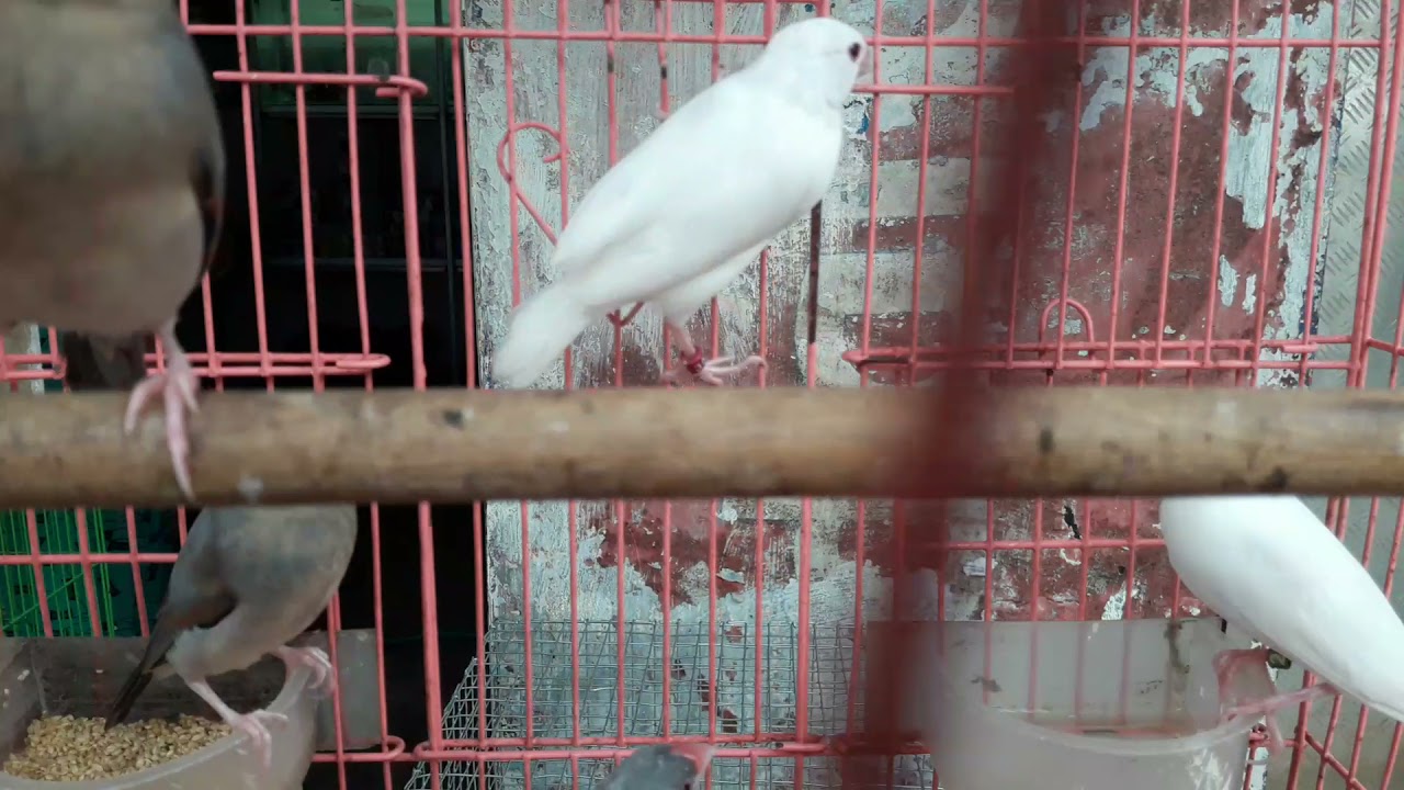 Java finches (white, Silver, gray) available