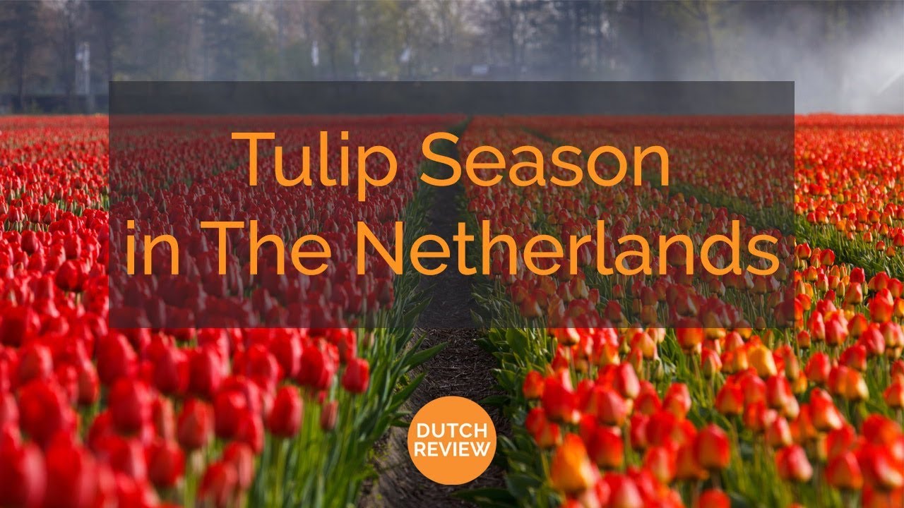 Tulip Season in The Netherlands
