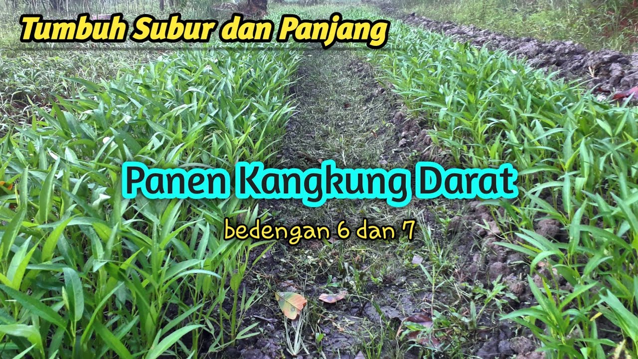 Proses Panen Kangkung Saat Tanaman Memasuki umur 28 Hst