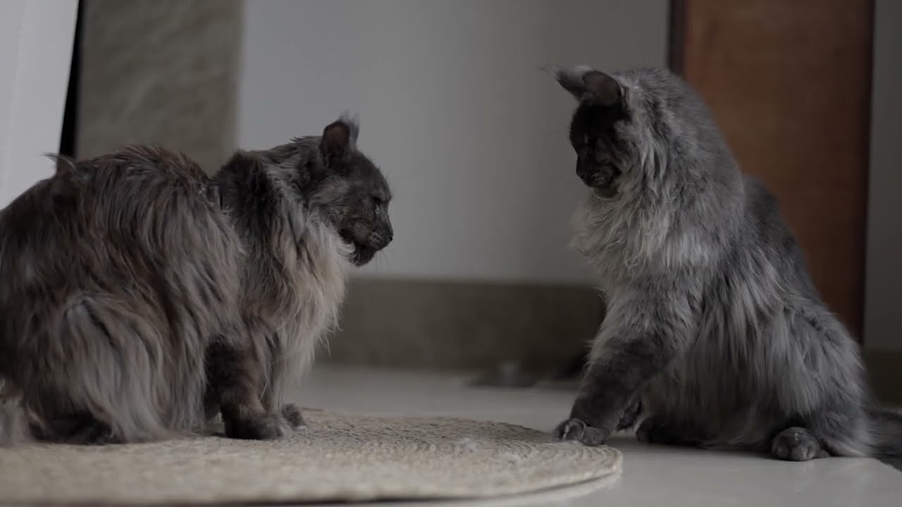 ViVo vs Vito | Clash of the Titans.