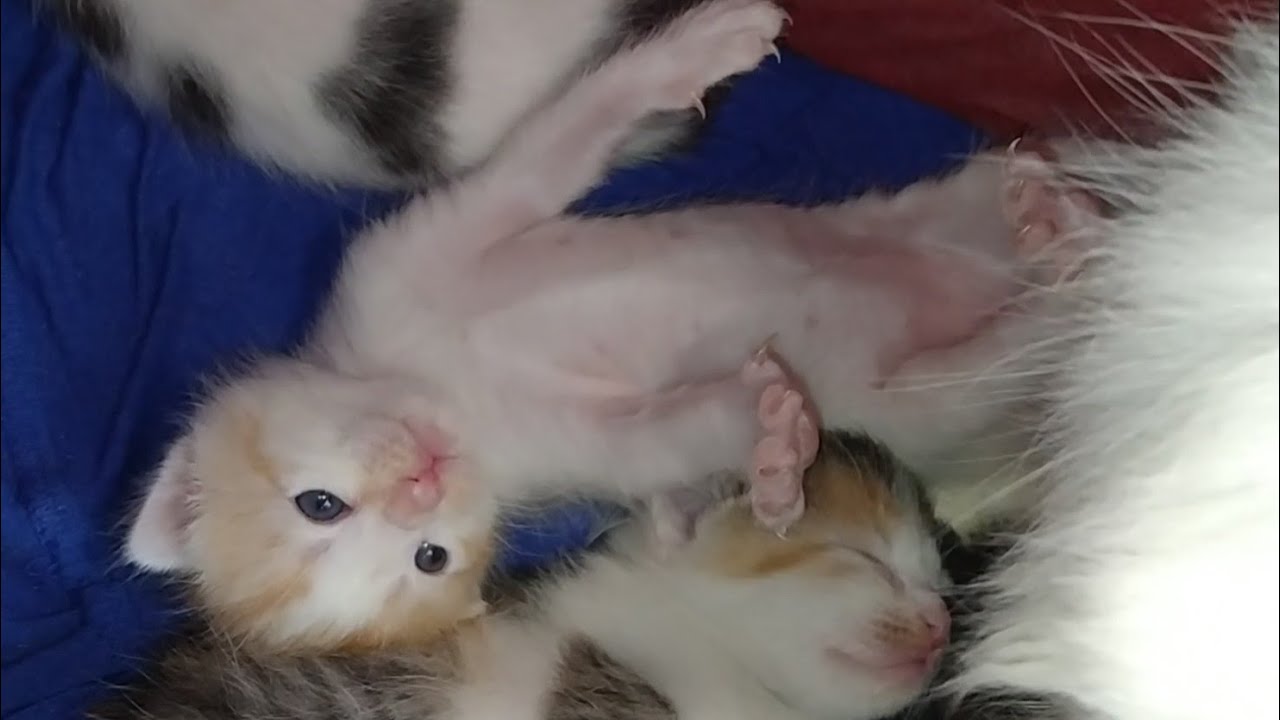 Mother Cat Disturbing Her Kittens When They Were Sleeping