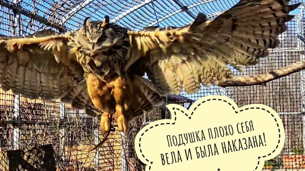 Сова Ёль выкинула подушку из гнезда - надоело! Пришлось отправлять сову гулять и делать там ремонт